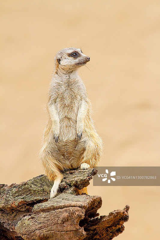 警戒中的猫鼬图片素材