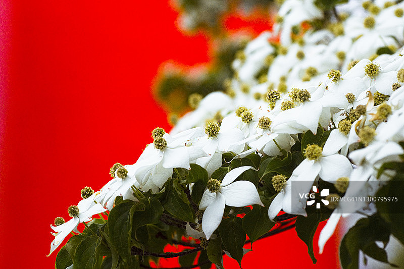 日本山茱萸花图片素材