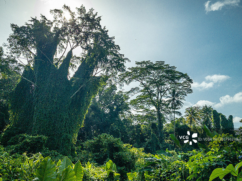 新加坡武吉布朗山森林图片素材