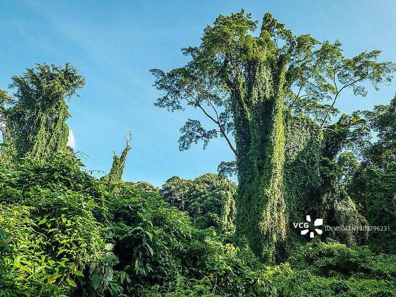 新加坡武吉布朗山森林图片素材
