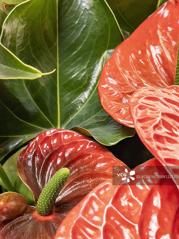 红掌花特写图片素材