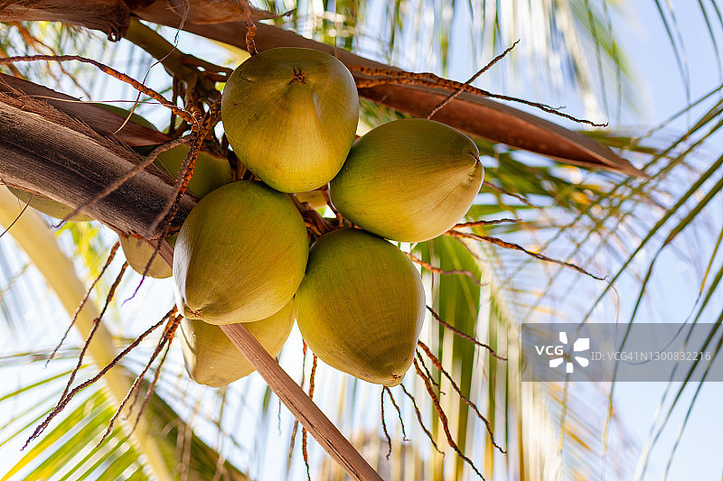 仰望悬挂在树上的椰子图片素材