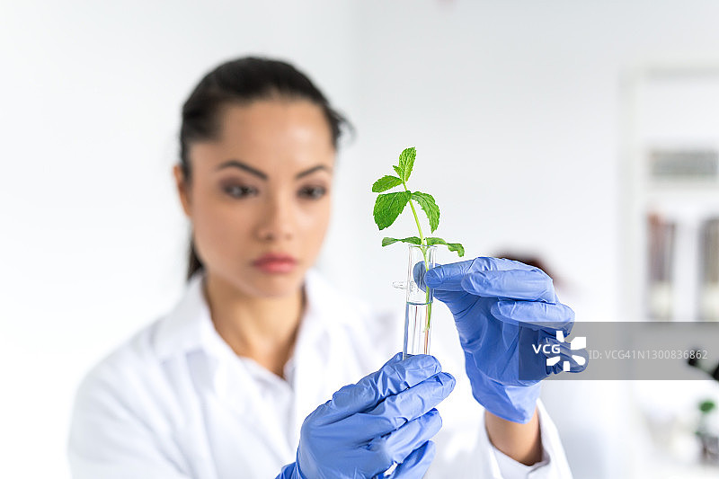 女实验室技术员检验蔬菜质量图片素材