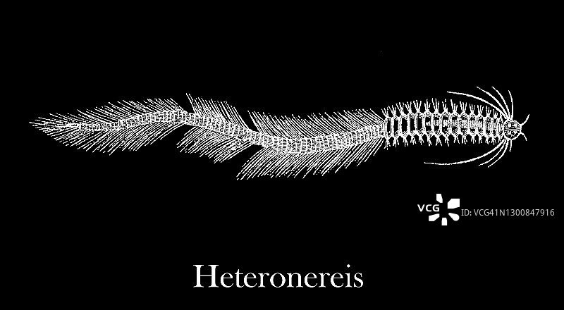沙蚕异体后生型的古老雕刻插图图片素材