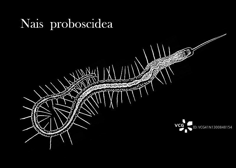 刚毛虫（Nais proboscidea）古版画插图图片素材