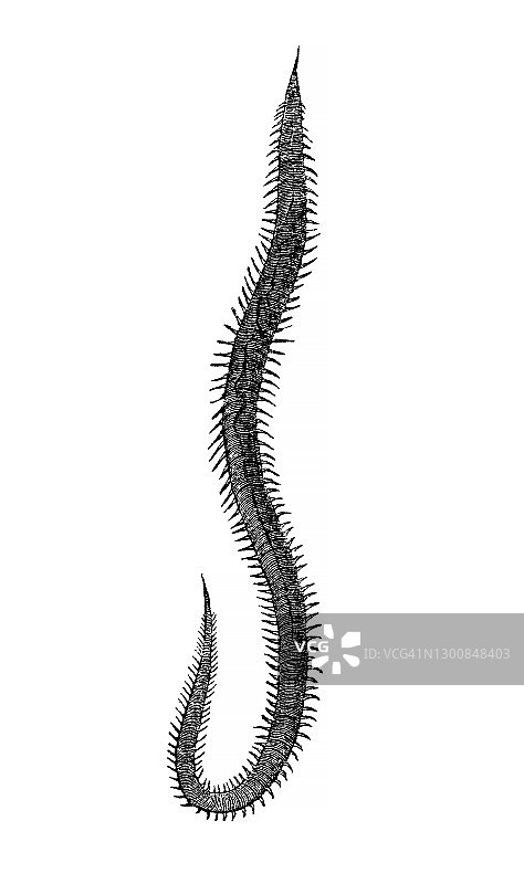 血虫（刚毛虫）古版画图片素材