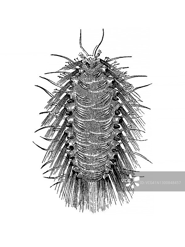 古老的雕刻插图：海鼠图片素材