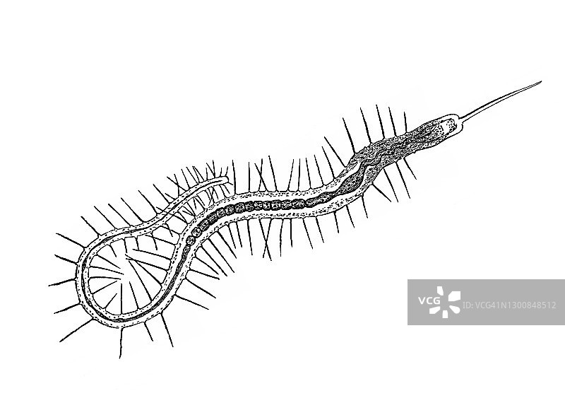 刚毛虫（Nais proboscidea）古版画插图图片素材