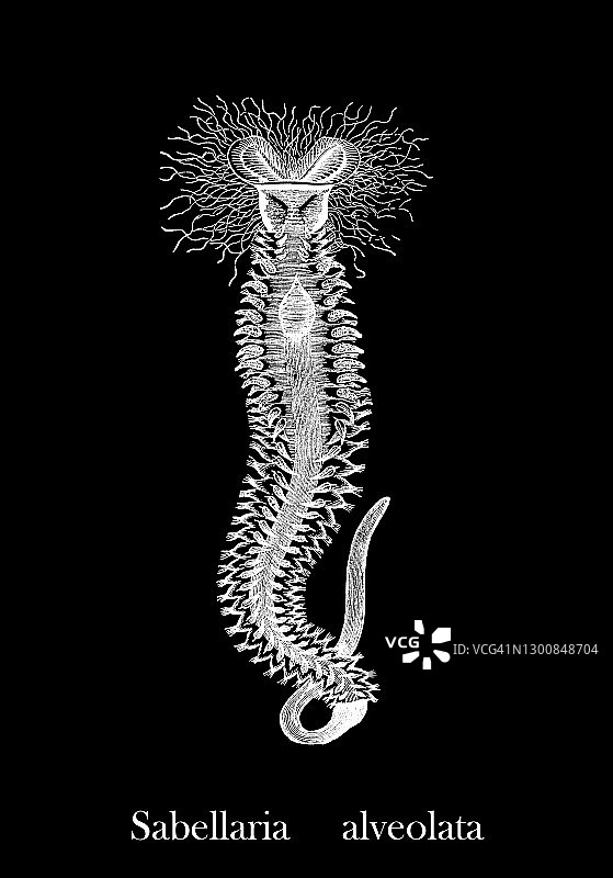 蜂巢虫（Sabellaria alveolata）的古老雕刻插图图片素材