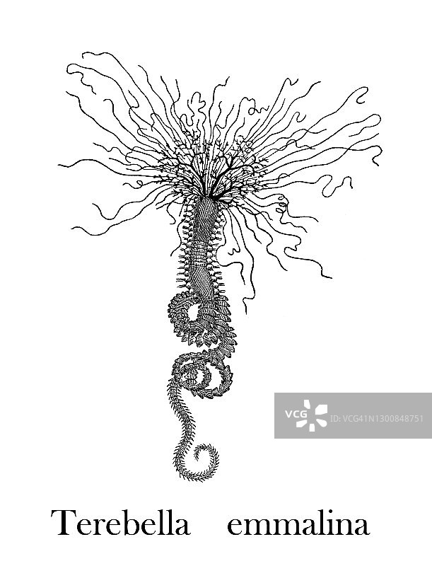 旧版画插图：海蠕虫图片素材