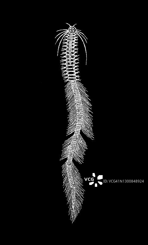 沙蚕异体后生型的古老雕刻插图图片素材