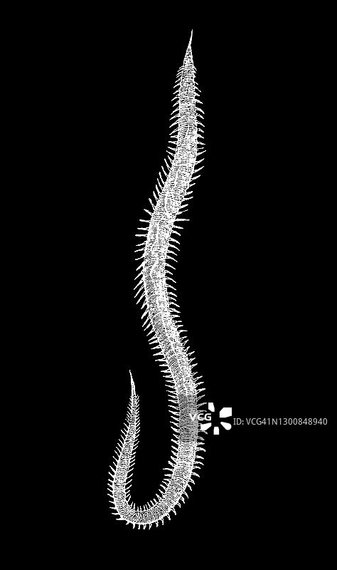 血虫（刚毛虫）古版画图片素材