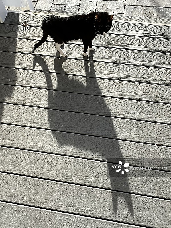 猫和影子图片素材