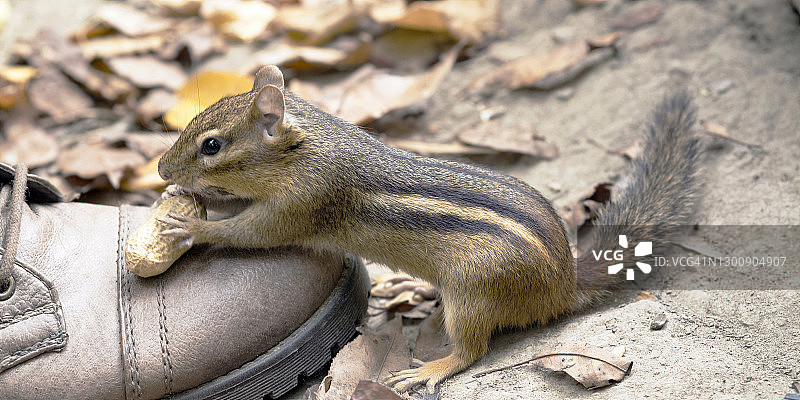 花栗鼠从靴子里拿花生图片素材