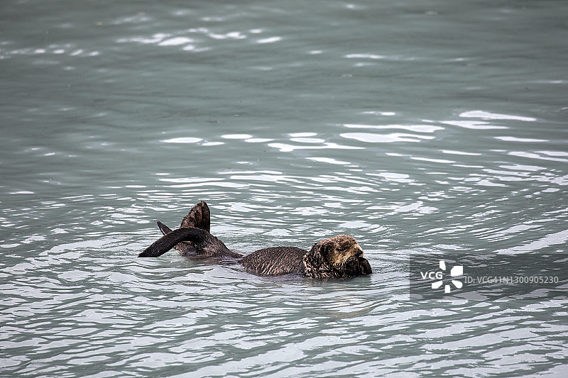 阿拉斯加做白日梦的海獭图片素材