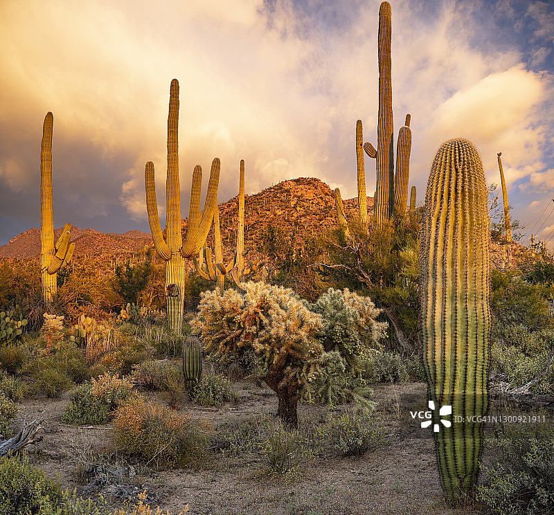 巨人柱国家公园的日落图片素材