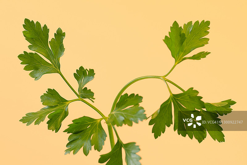 香菜叶和茎黄色背景图片素材