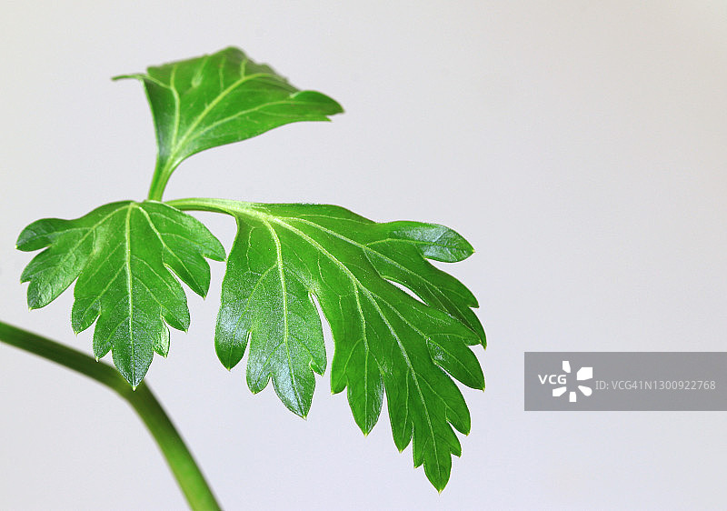 香菜的叶子和茎，又称中国香菜或芫荽，白色背景图片素材