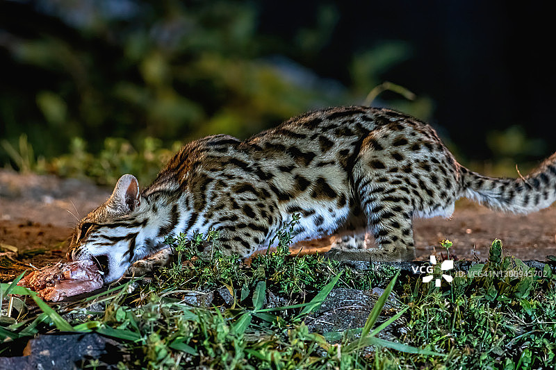 泰国自然环境中的豹猫图片素材