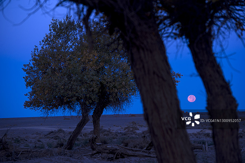 荒漠枯树与明月相映的日落美景图片素材