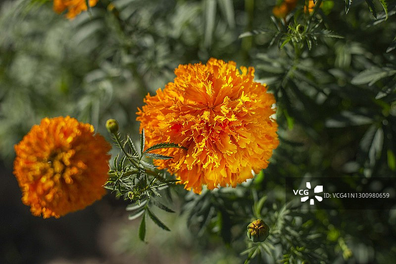 橙色万寿菊图片素材