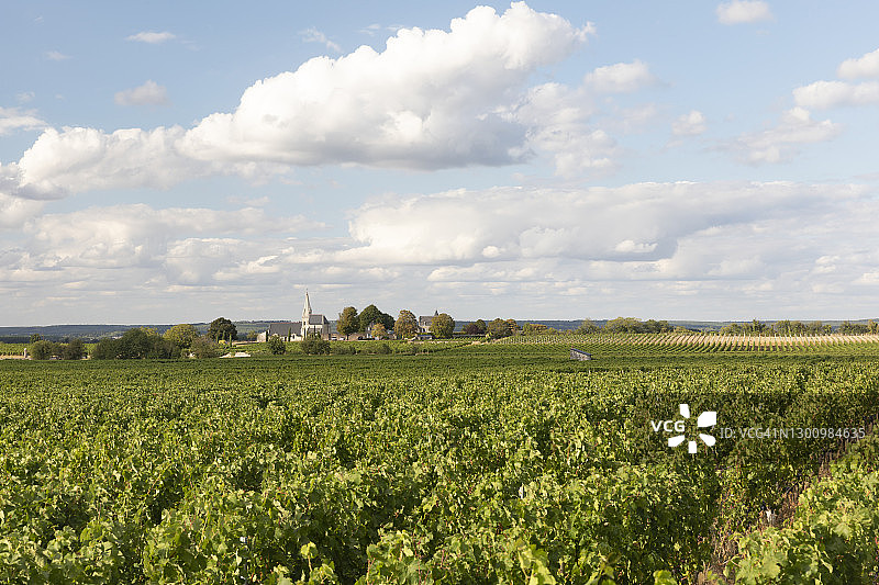 法国索米尔Souzay-Champigny附近的葡萄园图片素材