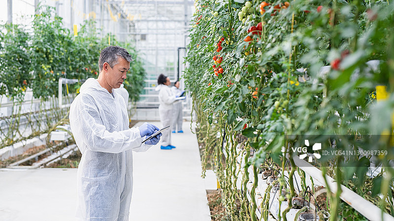 科学家记录水培番茄农场图片素材
