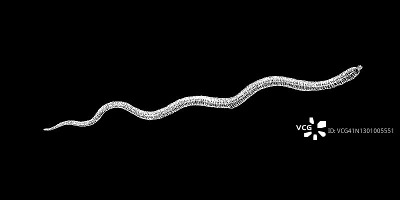 棘头动物古版画图片素材