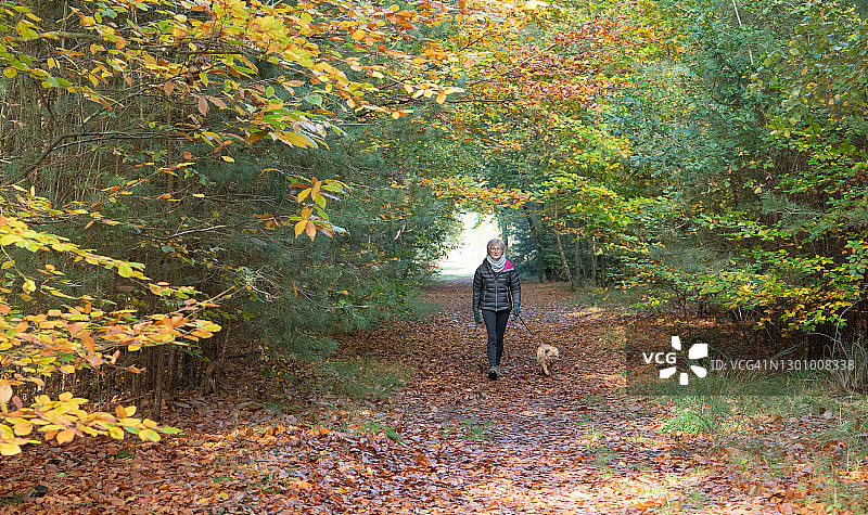 新森林，遛狗的女人，英国汉普郡图片素材