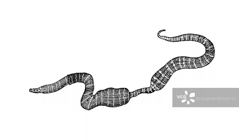 纽虫、 proboscis 虫(Nemertea, Nemertini, Nemertinea and Rhynchocoela)古版画插图图片素材