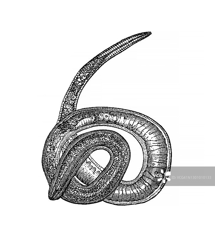 旋毛虫的古老雕刻插图图片素材