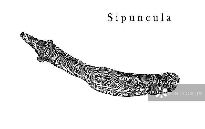 花生虫（Sipuncula）古老雕刻插图图片素材