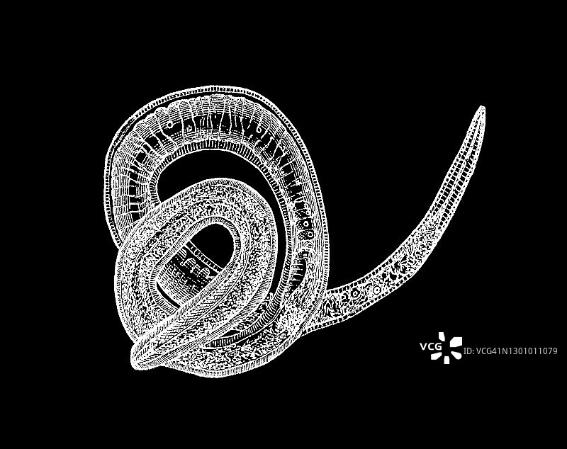 旋毛虫的古老雕刻插图图片素材