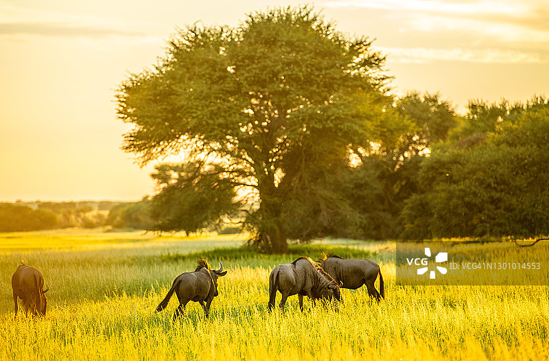 黎明时分在卡拉哈里草地吃草的角马图片素材