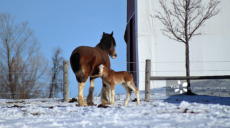 冬季的马和驹图片素材