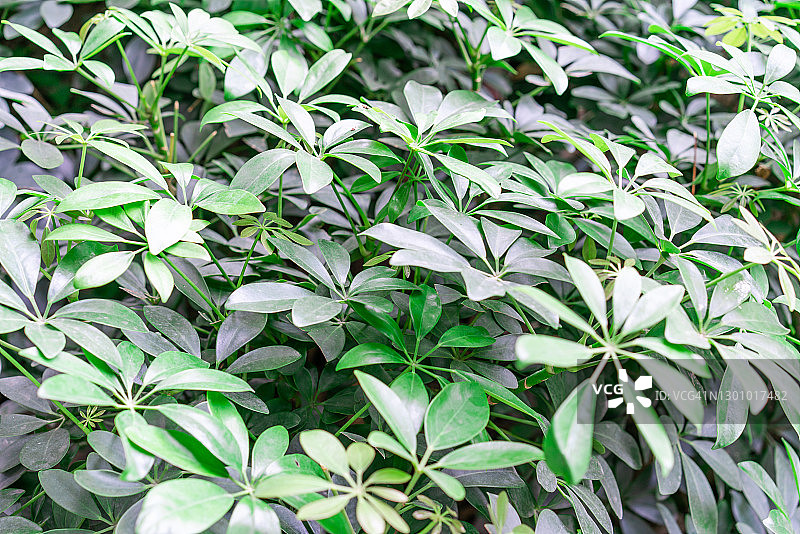 全年保持绿色的树叶图片素材