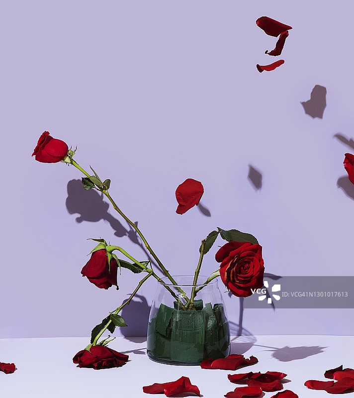 绿洲花瓶中茎折断的下垂玫瑰图片素材
