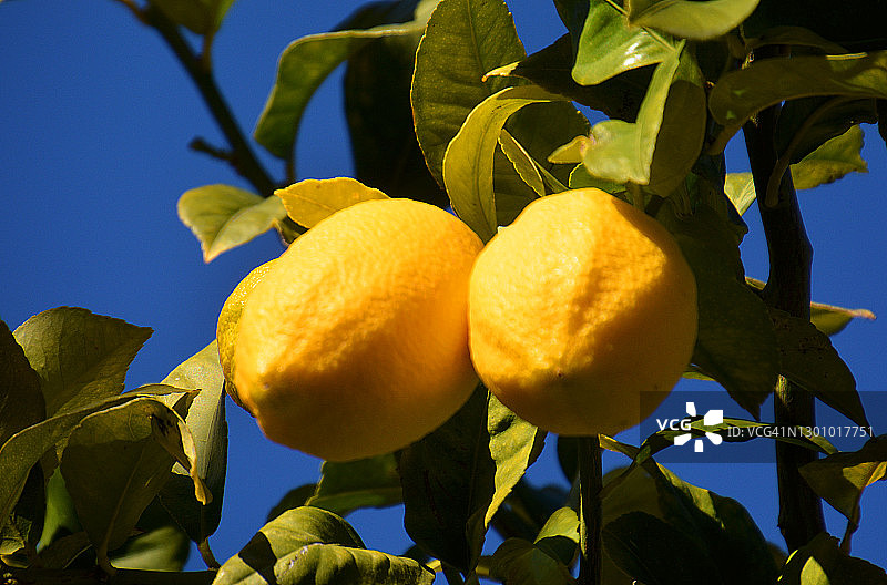 法国南部的柠檬树图片素材