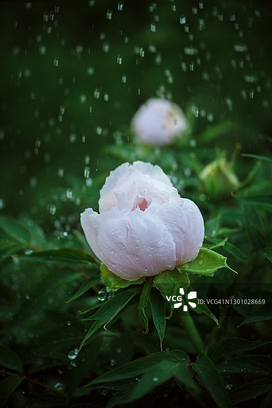 雨中牡丹图片素材