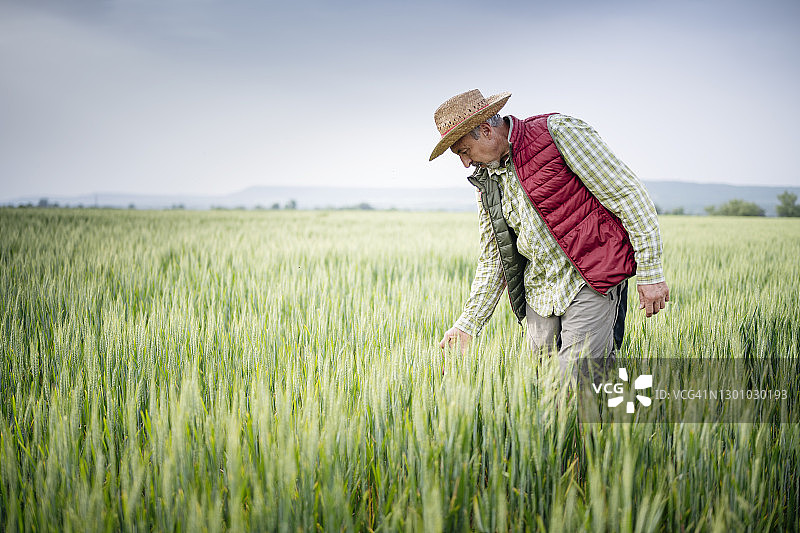 年长的农民检查小麦作物的质量图片素材