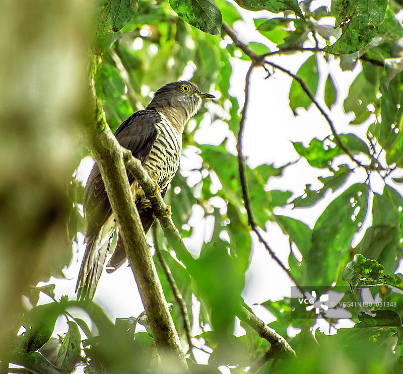 喜马拉雅杜鹃鸟图片素材