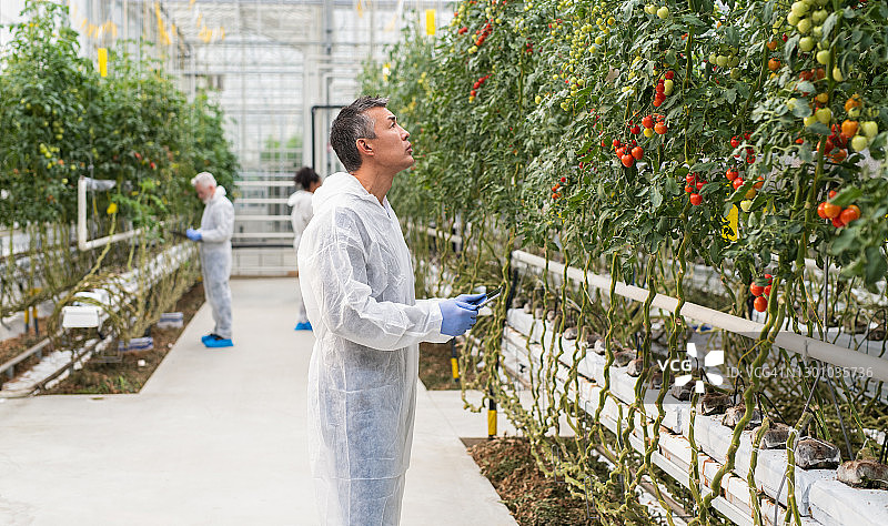 科学家记录水培番茄农场图片素材