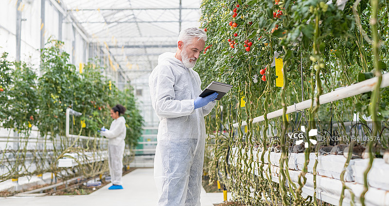 科学家记录水培番茄农场图片素材
