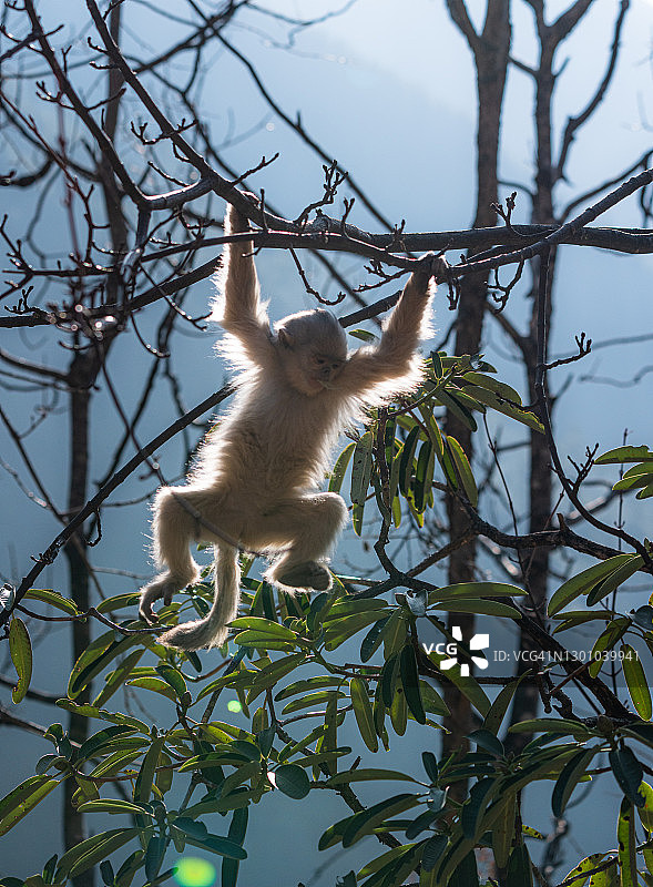 黑金丝猴图片素材