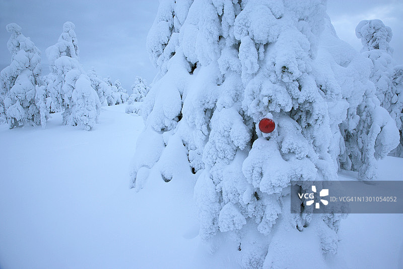 覆盖着厚厚积雪的杉树上的红色圣诞球图片素材