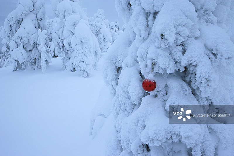 芬兰雪松树上的红色圣诞球图片素材