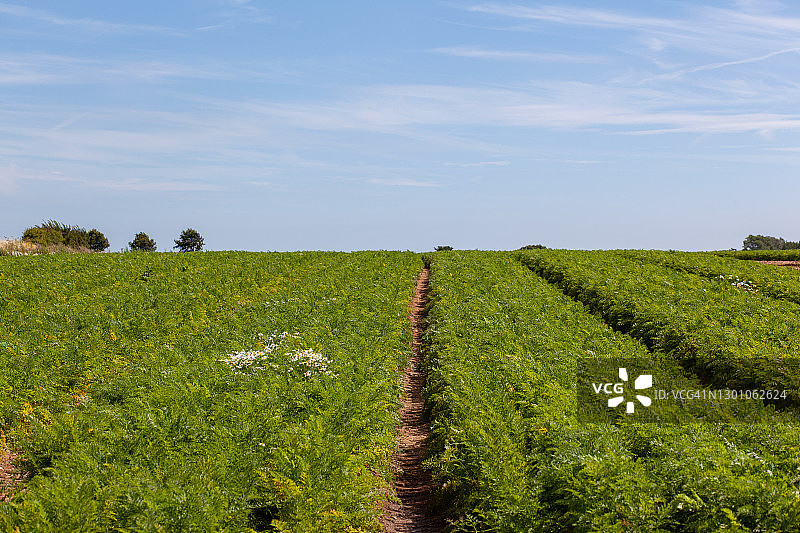 英格兰东部的农耕图片素材