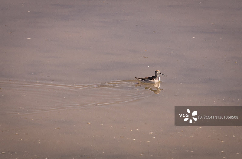在智利阿塔卡马沙漠的盐湖中的威氏海燕图片素材