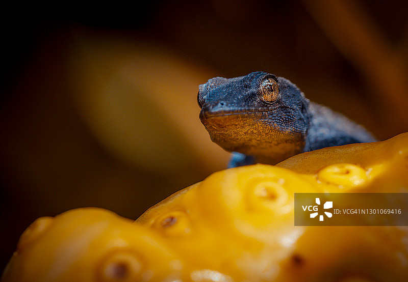 吃水果的爬行动物图片素材