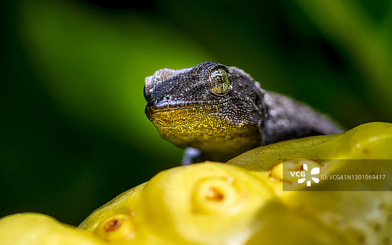 吃水果的爬行动物图片素材